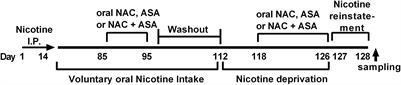 Administration of N-acetylcysteine Plus Acetylsalicylic Acid Markedly Inhibits Nicotine Reinstatement Following Chronic Oral Nicotine Intake in Female Rats